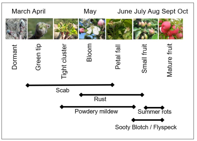 Figure 11 apple dd .jpg